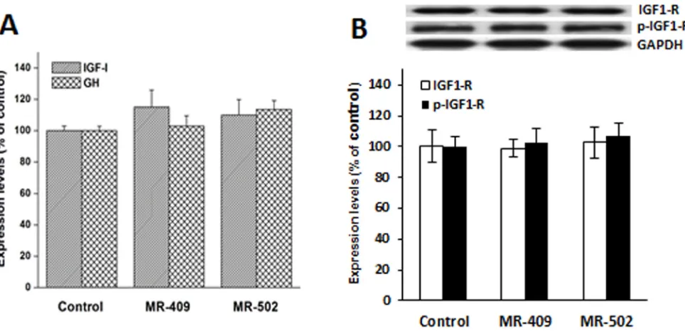Figure 3: Expression of insulin-like growth factor-1 (IGF-1), growth hormone (GH) and IGF-1 receptor (IGF1-R) in human dermal fibroblasts treated with GHRH agonist