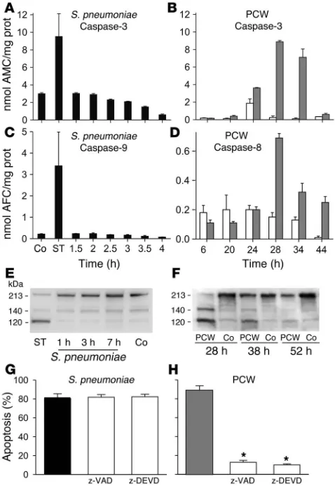 Figure 2Role of caspases in pneumococcal PCD. Living pneumococci failed to only. Data are presented as mean ± SD