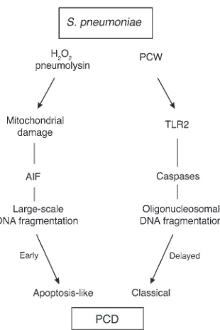 Figure 6Dual pathways of pneumococcal-induced PCD. The major pneumo-