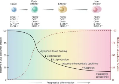 Figure 8A schematic illustration summarizing results indicating the inverse relationship of in vitro and in vivo effector functions of adoptively transferred naive 