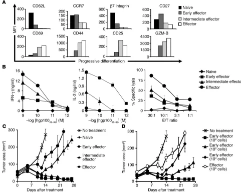 Figure 1Acquisition of full effector function in vitro impairs antitumor efficacy. Pmel-1 CD8functional assays were performed