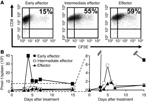 Figure 3The differentiation state of CD8tion of effector subgroups. Early effector, intermediate effector, and effector T cells were labeled with CFSE and were cultured with 1tor T cells