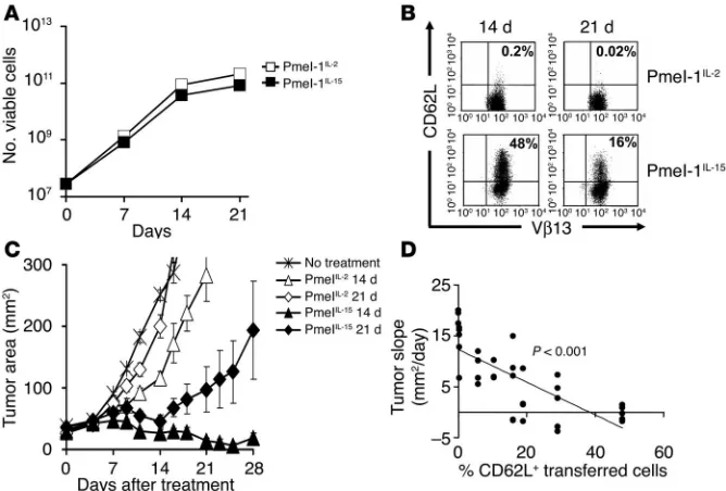 Figure 7IL-15 uncouples T cell proliferation from differentiation and preserves antitumor efficacy in vivo