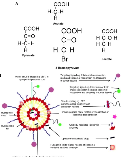 Figure 1 3Bp structure and delivery.Notes: (A) 3Bp is similar in structure to pyruvate (precursor of Krebs cycle), lactate (Warburg effect) and acetate (precursor of lipogenesis)