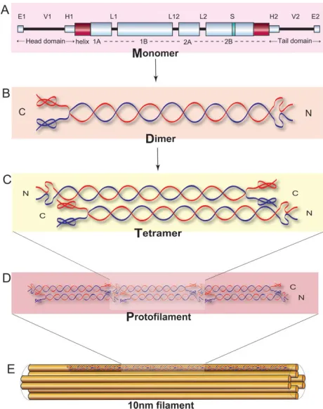 Figure 6: schematic representation of keratin polymerized to the coiled-coil structure adapted from Figure 3 of banerjee et al., 2014©[4].