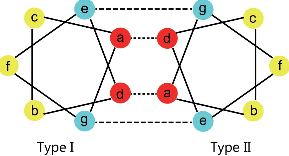 Figure 7: Heptad structure of the rod domain. Schematic presentation of a transverse cut through the heptad repeats of the 2B domain for between positions ‘e’ and ‘g’ (dotted lines)
