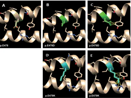 Figure 2: structural representation and interactions of the heterodimeric complex. The symbols in this figure are used as follows: (i) point mutations derived from published sources are denoted by black arrows; (ii) the point mutations causing relevant disease are shown in red letters and severities of phenotypes are depicted by three different colors: green, blue and yellow; each different disease is represented by three different patterns; (iii) amino acid substitutions causing two phenotypes are denoted with two patterns simultaneously surrounded with a red frame; (iv) the SNPs are shown in black letters; (v) heptad repeats of ‘abcdefg’ stand for a cycle of the a-helix and ‘xxxx’ denote the stutter region; (vi) consensus sequence from multiple alignment is given beside the amino acid sequence, hierarchically, ‘.’ is conserved, ‘:’ is more conserved and ‘*’ denotes the most evolutionarily conserved; (vii) the background color in grey denotes unknown symptoms level.