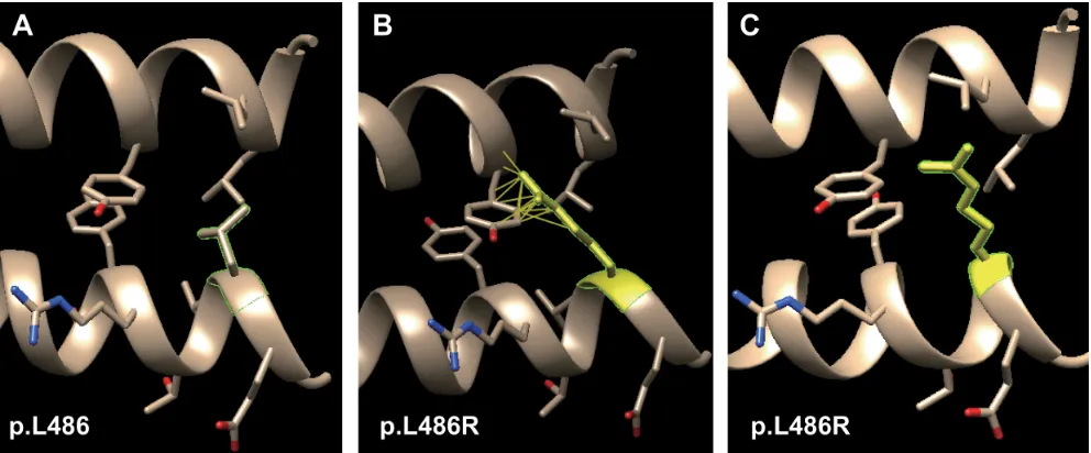 Figure 4: Molecular dynamics snapshot of the effects for point mutations (p.l486r of K1) on the K1/K10 coiled-coil heterodimer complex
