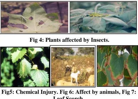 Fig 1: Symptoms of Bacterial Diseases. 