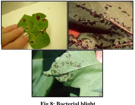 Fig 8: Bacterial blight 