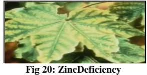 Fig 19:Phosphorus deficiency 