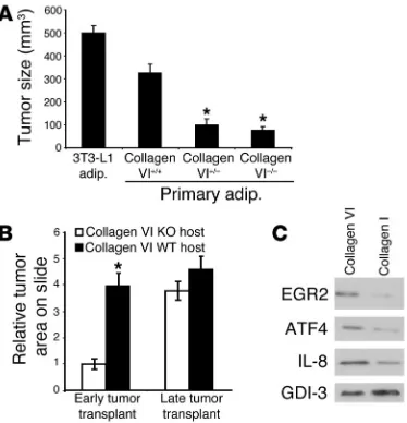 Figure 2Adipocytes from collagen VI