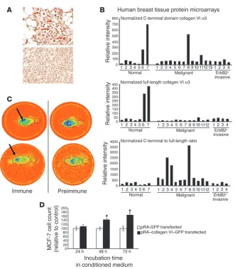Figure 6cells were only observed near the Increased levels of the C-terminal domain of collagen VIperiphery of the tumor in proxim-α3 in tumor cells in the proximity of adipo-