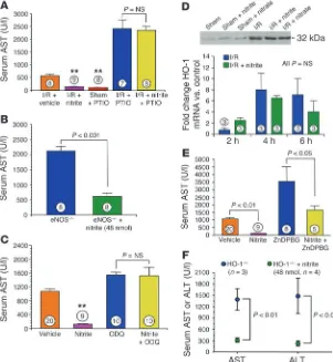 Figure 4Nitrite-mediated hepatoprotection and the NO and HO-1 signaling pathways. (A) Serum AST levels after hepatic I/R injury in mice receiving saline vehicle, nitrite (48 nmol), the NO scavenger PTIO, or nitrite (48 nmol) plus PTIO