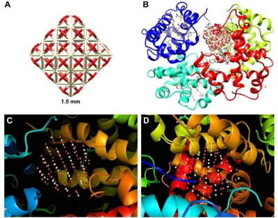 Figure 12 The cNP cluster with the size of 1 nm (A); docked site of interaction between cNPs and hhb (B); the cNPs with interacting residues (4 Å) in two rotational views (C and D).