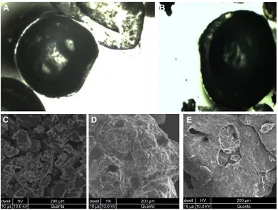 Figure 4 In vitro dissolution studies elaborating the mechanism and pattern of drug release from EC-based TCM-containing microsponges (A) and XG-facilitated EC-based microsponges of TCM (B) and calibration curve of TCM (C).Abbreviations: EC, ethyl cellulose; TCM, tacrolimus; XG, xanthan gum.