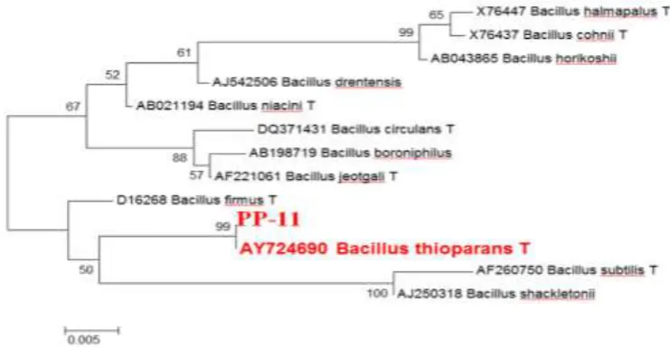 Figure 1:- Phylogenetic analysis of 16s rRNA gene sequence of Bacillus thioparans PP-11