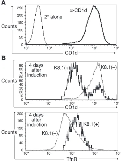 Figure 1KSHV lytic replication decreases CD1d levels. (