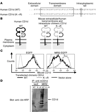 Figure 5CD1d cytoplasmic lysines are required 