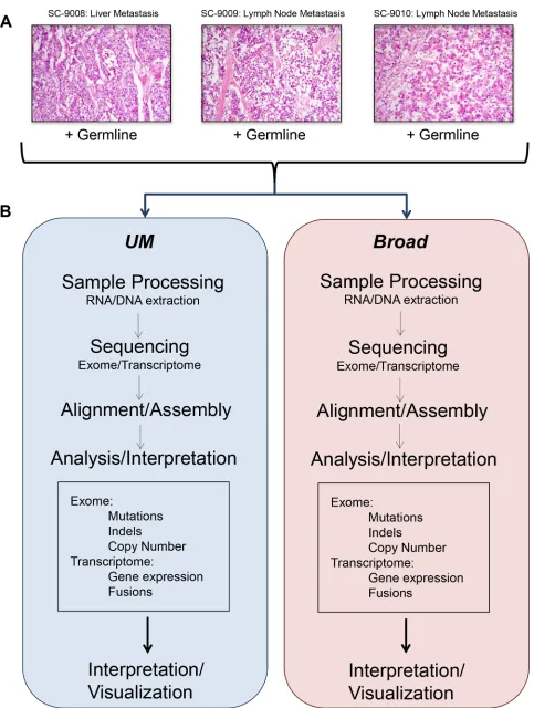 Figure 1: Flow of experiments and analyses. Representative histology images from the tumor samples included in this study (A)