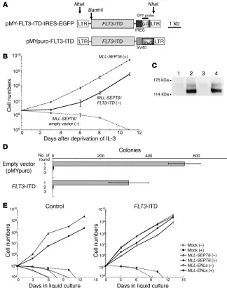 Figure 4Synergistic transformation of murine hemato-FLT3ing FLT3-ITD. (immunoprecipitation using the anti-FLT3 Ab (lanes 1–4)