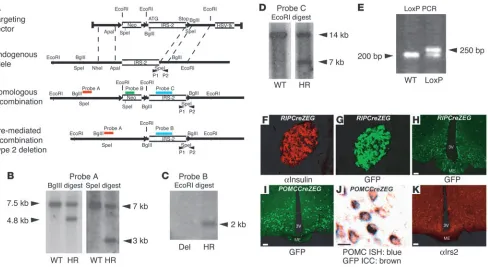 Figure 1Generation of Irs2flox mice and characteristics of RIPCre and POMCCre mice. (A) Schema of targeting construct design, simplified restriction map 