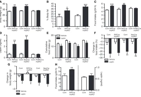 Figure 4Hypothalamic function in 24-hour food intake was measured in 12-week-old male mice of the indicated genotypes