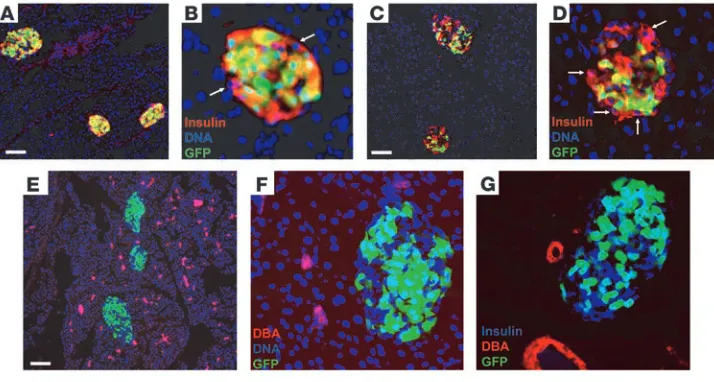 Figure 5Analysis of recombination and duct-marker expression in islets from GFP and have not undergone recombination
