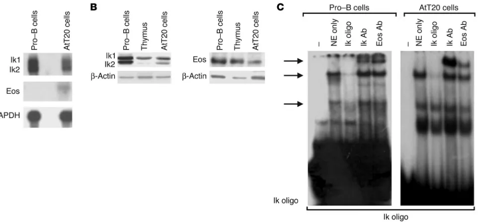 Figure 1Identification of Ikaros and Eos expression in pituitary corticotroph cells. (