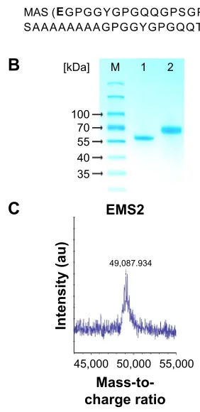 Figure 1 analysis of silk proteins.Notes: (A) amino acid sequences of bioengineered spider silk proteins eMs2