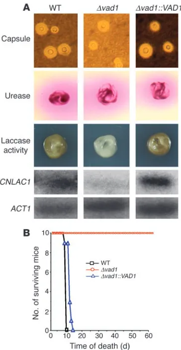 Figure 1VAD1 mutants show reductions in laccase activity and transcription and 