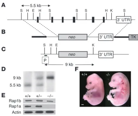 Figure 1Targeted inactivation of the 
