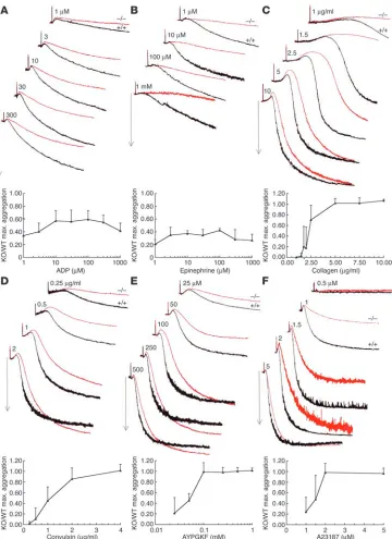 Figure 3Inhibition of aggregation respons-es in Rap1b-null platelets. Typical aggregation traces of wild-type (+/+, black lines) and Rap1b-null (–/–, red lines) washed platelets in response to the following agonists: (A) ADP, (B) epinephrine, (C) type-I co