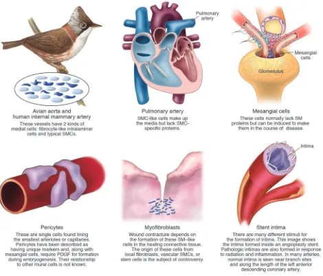 Figure 2The diversity of vascular SM. Within the vasculature, the term smooth muscle cell is used to include any connective tissue cell that forms 