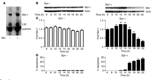 Figure 1Mcl-1 protein levels demonstrate biphasic variation in association with pneumococcal infection of macrophages
