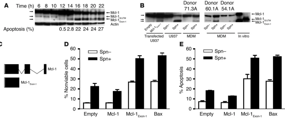 Figure 3Pneumococcal infection of macrophages results in increased expression of a proapoptotic Mcl-1 isoform