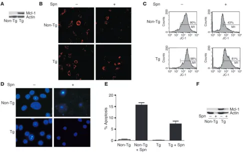 Figure 6Macrophages from Mcl-1 transgenic mice have delayed apoptosis. (comparison test