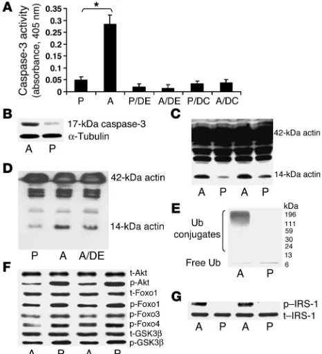 Figure 2Angiotensin II decreases Akt phosphorylation and activates caspase-3,  II– vs
