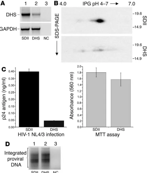 Figure 5Inhibition of DHS by RNAi. For DHS knock-down, HLCD4-CAT cells, 