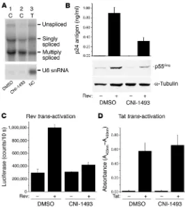 Figure 6CNI-1493 negatively affects HIV-1 Rev loading control) Western analysis (lower panel)