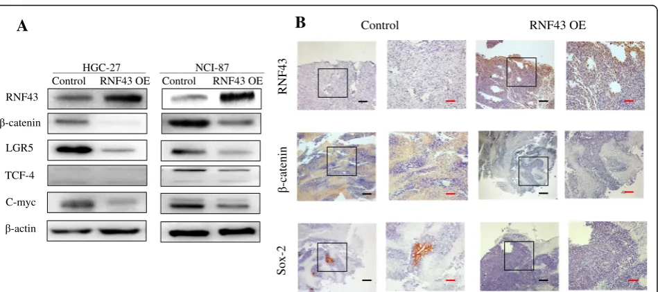 Fig. 4 RNF43 OE attenuates stem-like properties of GCSLCs.analysis of candidate CSC markers CD44 and CD54 for GC stem-like cells from xenograft tumor formed by RNF43 overexpressing and control cells.cand NCI-87 cells