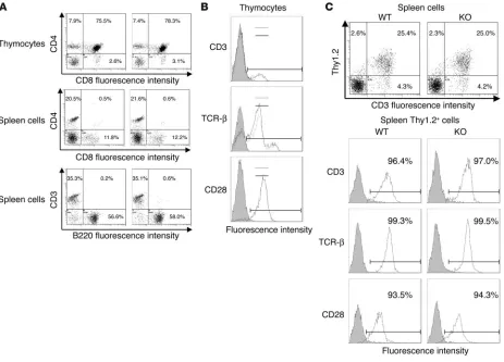 Figure 2The and CD8 expression in thymocytes and spleen cells, and CD3 and B220 expression in spleen cells