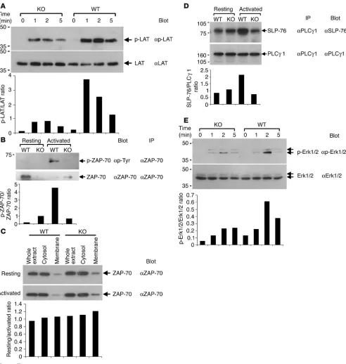 Figure 7Intracellular signaling events downstream of EphB6. Bar graphs show the density ratios of phosphorylated molecules versus total protein (as load-