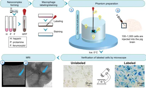Figure 1 Schematic diagram of the workflow to show the process of nanocomplex preparation, cell labeling, cell staining, labeling verification by microscope, and MRI.Notes: Numbers in phantom preparation indicate as (1) adding 200 µl 4% gelatin at the bott