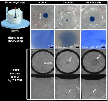 Table 1 Parameters of sWI, bssFP, and phase-cycled bssFP for MrI scan of the gelatin phantom and brain specimen at 3 and 7 T