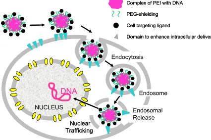 Fig. 2 Cellular uptake of artificial virus-like PEI polyplexes. PEG-shielded and receptor-targeted PEI polyplexes are mainly internalized into cells by receptor-mediated endocytosis after association of polyplex-ligands to receptors present on the plasma m