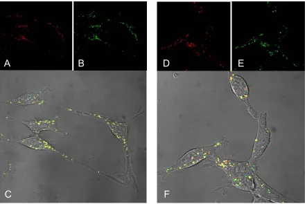 Fig. 12. Cellular localization of polyplexes and free PEI in CT 26 cells. CT 26 cells were transfected with DNA-labeled (Cy3) purified L-PEI polyplexes