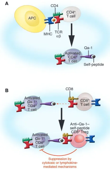 Figure 2Model of cognate interactions in the induction and function of Qa-1–