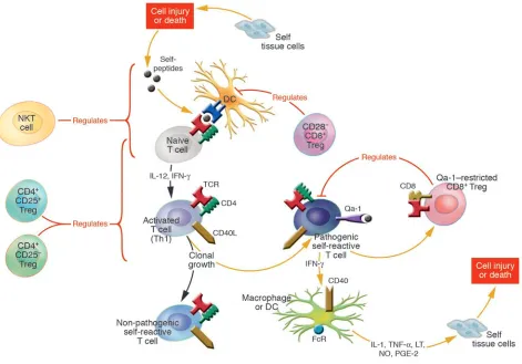 Figure 3Tregs control the peripheral induction and clonal outgrowth of antigen-reactive T cells