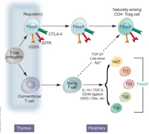 Figure 1Regulatory CD4